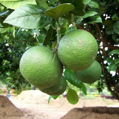 బత్తాయి యొక్క చిత్రం