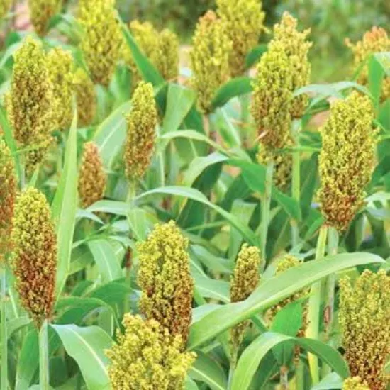 సేంద్రీయ పచ్చ  జొన్నలు - 500g యొక్క చిత్రం