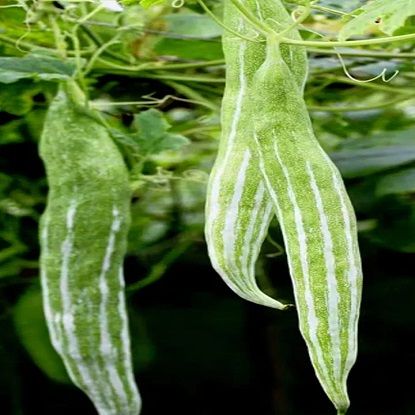 పొట్లకాయ 1kg యొక్క చిత్రం