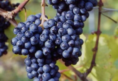 ఆస్ట్రేలియన్  విత్తనం ద్రాక్ష – 250 గ్రాములు యొక్క చిత్రం