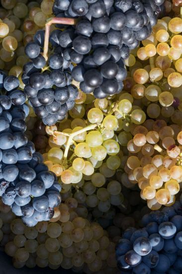 ఆస్ట్రేలియన్  విత్తనం ద్రాక్ష – 250 గ్రాములు యొక్క చిత్రం