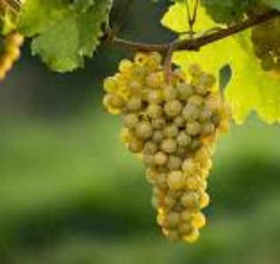 ఆస్ట్రేలియన్  విత్తనం ద్రాక్ష – 250 గ్రాములు యొక్క చిత్రం