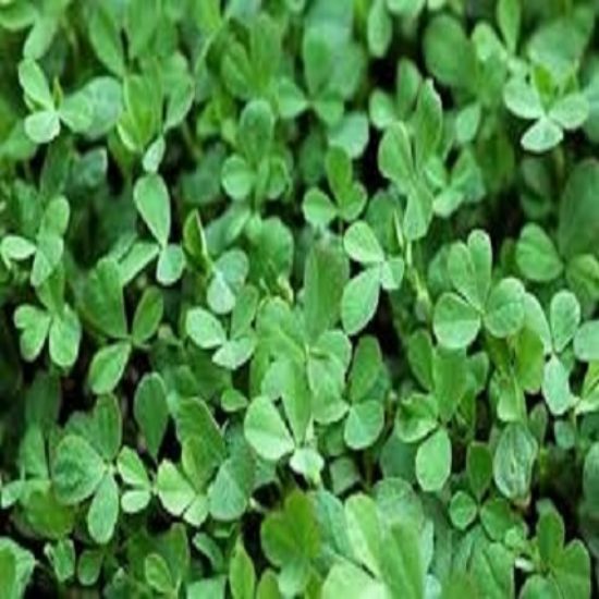 మెంతికూర 1 katta యొక్క చిత్రం