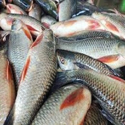 ఫిష్ యొక్క చిత్రం