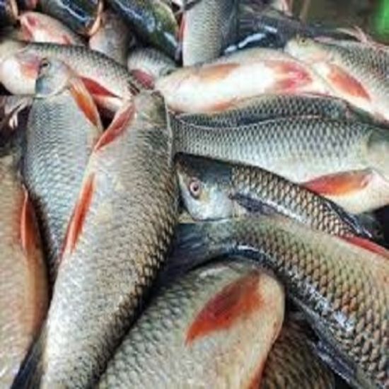 ఫిష్ యొక్క చిత్రం